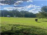 A horse in an open pasture - thumbnail