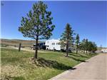 A long line of trees at TRAILS WEST RV PARK - thumbnail