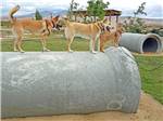 Dogs and cat playing in pet friendly enclosure - thumbnail