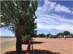 Shade tree with RVs in distance at WILD WEST RV PARK - thumbnail