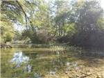 Shade trees along the river - thumbnail