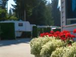 RVs in sites under trees - thumbnail