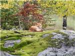 Fox resting in field at PINES OF KABETOGAMA RESORT - thumbnail