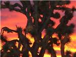 A yucca tree at sunset at MEADVIEW RV PARK & COZY CABINS - thumbnail