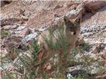 A coyote standing behind a bush at MEADVIEW RV PARK & COZY CABINS - thumbnail