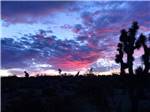 The yucca trees in the desert at dusk at MEADVIEW RV PARK & COZY CABINS - thumbnail