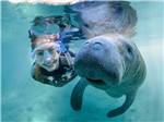 View larger image of A woman snorkeling with a manatee at DISCOVER CRYSTAL RIVER image #1