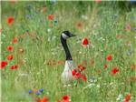 A goose in a field of flowers at WILD GOOSE MEADOWS RV PARK - thumbnail