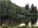 A view of the river surrounded by tall trees at FRIENDS LANDING RV PARK - thumbnail