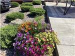 Close-up of colorful flowers at ROLLINS RV PARK & RESTAURANT - thumbnail
