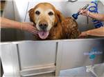 A dog getting a bath at ROUTE 66 RV RESORT - thumbnail