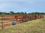 Four horse in the corral - thumbnail