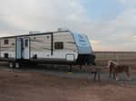 A pony tied next to a trailer - thumbnail