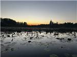 Lily pads on a pond at dusk - thumbnail
