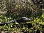 An alligator in the brush - thumbnail