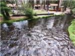The camping cabins with a stream running in front of them at HAT CREEK RESORT & RV PARK - thumbnail