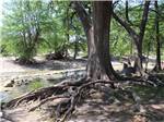 View larger image of A large tree by the river at RIVERBEND ON THE FRIO image #8