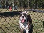 A dog enjoying the dog park - thumbnail