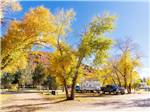 Trees at autumn time - thumbnail
