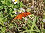 An orange butterfly on a flower at GRANDMA'S GROVE RV PARK - thumbnail