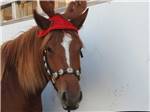 A horse looking at the camera at GRANDMA'S GROVE RV PARK - thumbnail
