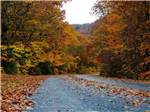A road with autumn leaves nearby at SPRING CITY RV PARK - thumbnail