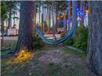 Hammock under the trees - thumbnail