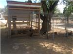 A fenced chicken coup - thumbnail