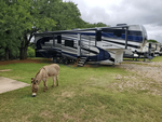 RV parked with donkey grazing in the grass - thumbnail