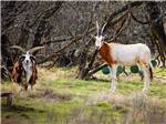 A four horned sheep and an Oryx in the woods at HIDDEN LAKE RV RANCH & SAFARI - thumbnail