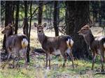 Three deer in the forest at HIDDEN LAKE RV RANCH & SAFARI - thumbnail