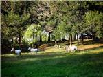 Herd of gazelles walk through grass at HIDDEN LAKE RV RANCH & SAFARI - thumbnail