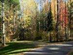 Tall trees at Torch Lake Campground & RV Park - thumbnail