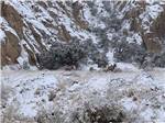 Bighorn sheep in the snowy mountains at FREMONT RIVER RV PARK - thumbnail