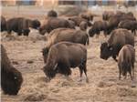 View larger image of A herd of bison eating at KALISPEL RV RESORT image #11