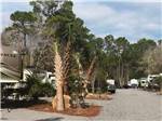 RVs parked near palm trees at CALYPSO COVE RV PARK - thumbnail