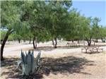 Partially shaded sites at Cotulla Camp Resort - thumbnail