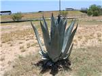 Large cactus at Cotulla Camp Resort - thumbnail