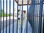 Dog at a fence at Deer Valley RV Park - thumbnail