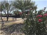 Site with picnic table at Amigo Inn & RV Park - thumbnail