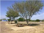 Site with picnic table and tree at Amigo Inn & RV Park - thumbnail