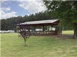 View larger image of A tree next to an outdoor seating area at GREEN TREE RV PARK  CAMPGROUND image #5