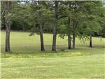View larger image of A row of trees in grass at GREEN TREE RV PARK  CAMPGROUND image #6