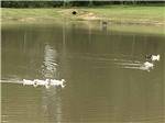 View larger image of Ducks swimming in the pond at GREEN TREE RV PARK  CAMPGROUND image #10