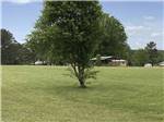View larger image of A mature tree in a grassy area at GREEN TREE RV PARK  CAMPGROUND image #12