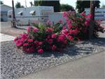 Bushes with bright red blossoms near RV site at GOLDWATER MOBILE HOME & RV PARK - thumbnail