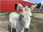 A white donkey next to a barn at HANSEN FAMILY CAMPGROUND & STORAGE - thumbnail