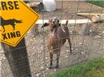 A little goat looking through a wire fence at Hansen Family Campground & Storage - thumbnail