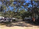 RVs in shady sites at Panacea RV Park - thumbnail