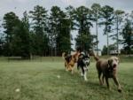 Dogs running on the grass - thumbnail